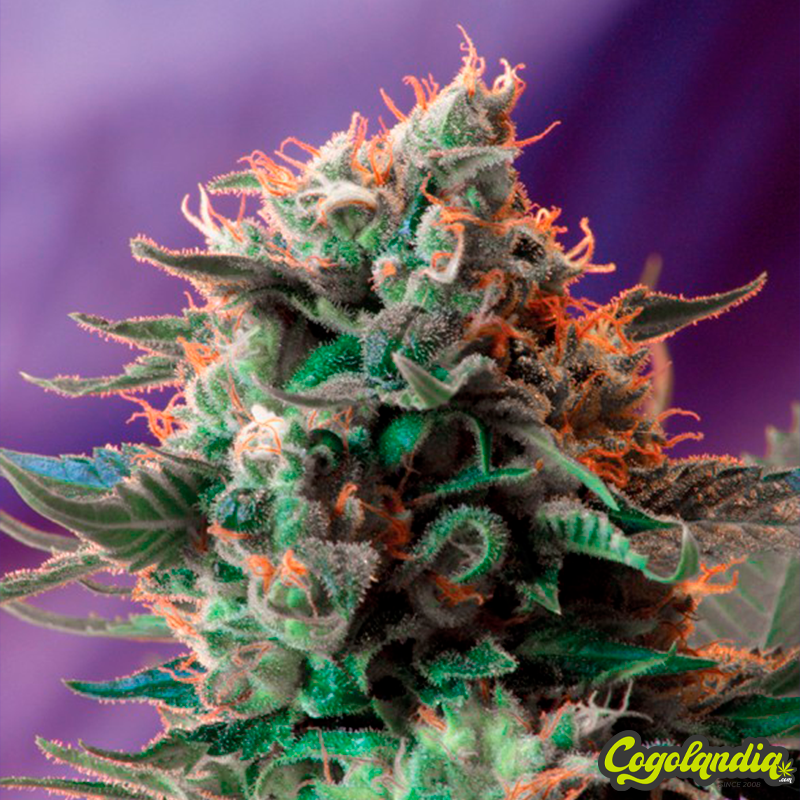 Jack 47 F1 FV - Sweet Seeds Semillas Feminizadas