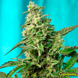 Green Poison F1 FV - Sweet Seeds