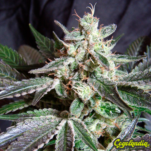 Black Jack F1 FV - Sweet Seeds Semillas Feminizadas
