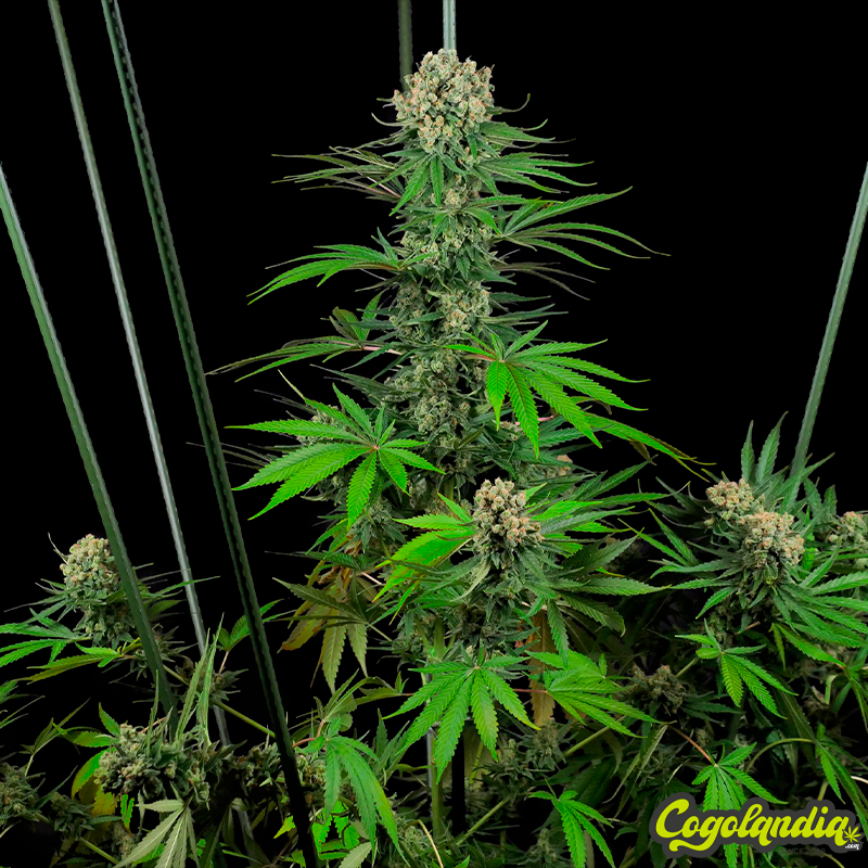 Mandarin Punch - Sensi Seeds