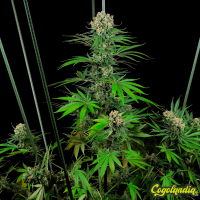 Mandarin Punch - Sensi Seeds