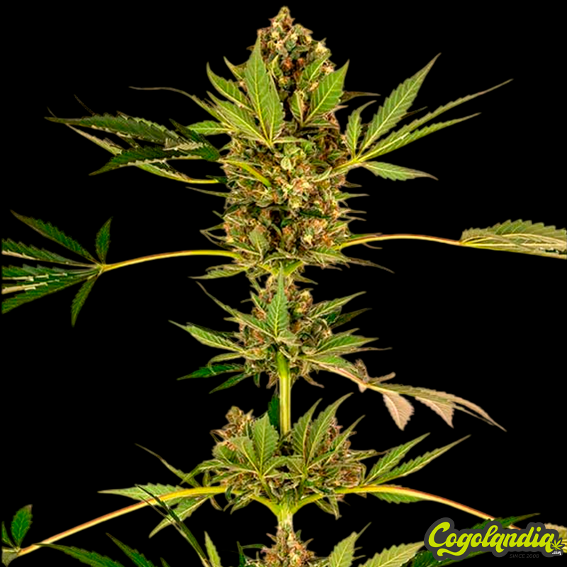 Sensi n49 CBD - Sensi Seeds