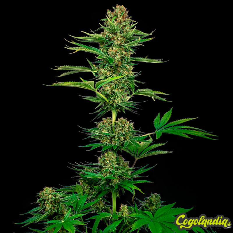 Satin Black Domina CBD Feminizada - Sensi Seeds