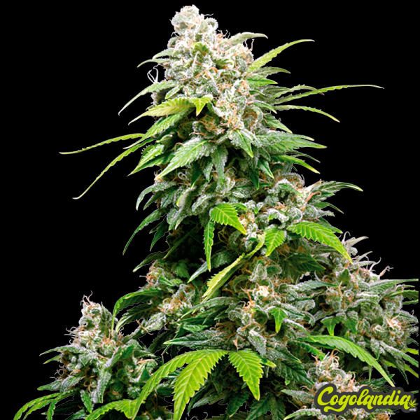 California Índica - Sensi Seeds Semillas Feminizadas