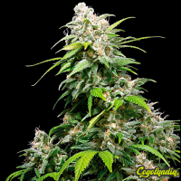 California Índica - Sensi Seeds Semillas Feminizadas