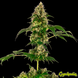 Cobalt Haze - Sensi Seeds Semillas Feminizadas