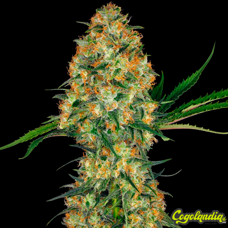 Hindu Kush - Sensi Seeds