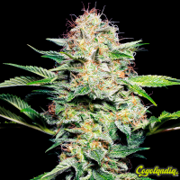 Sensi Skunk - Sensi Seeds Semillas Feminizadas