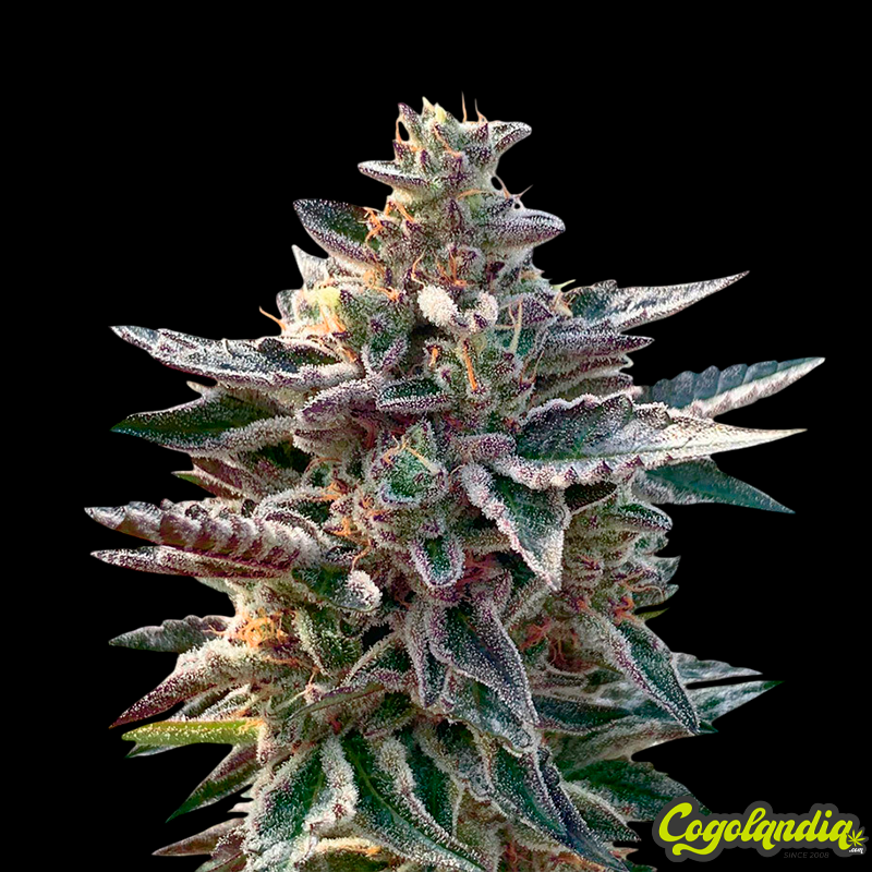 Do-Si-Dos - Pyramid Seeds