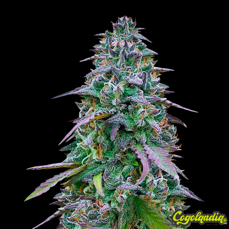 Cookies USA - Pyramid Seeds