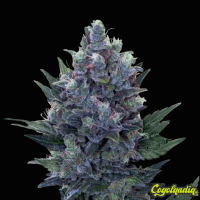 Blue Pyramid - Pyramid Seeds