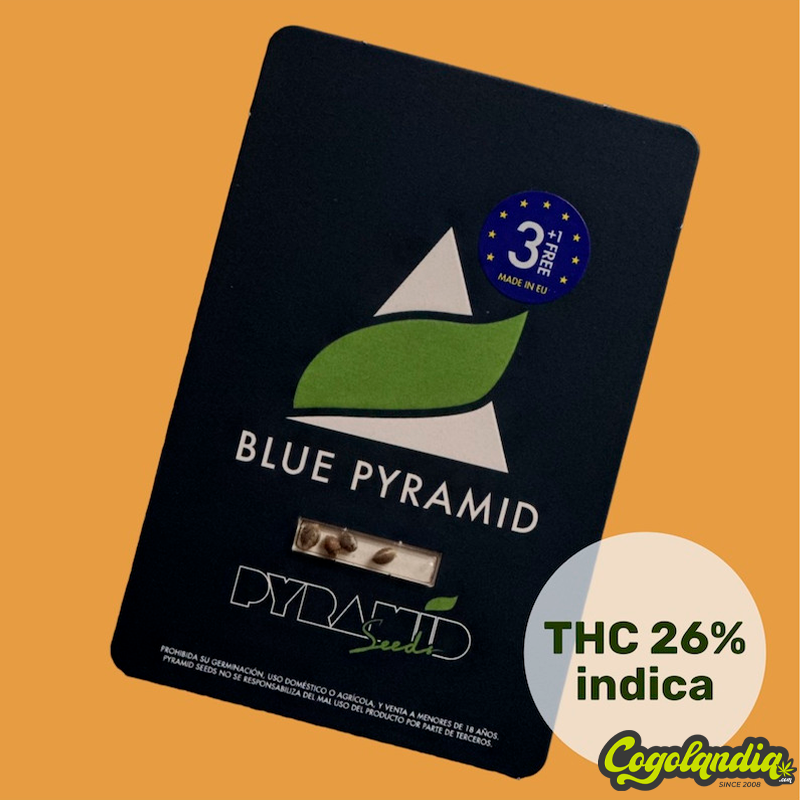 Blue Pyramid - Pyramid Seeds