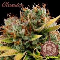 Buddha Critical Classic - Buddha Seeds