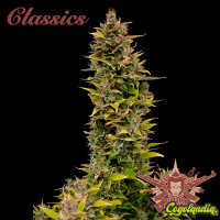 Buddha Ak Classic - Buddha Seeds