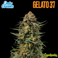 Gelato 37 - Only Grams Semillas Feminizadas