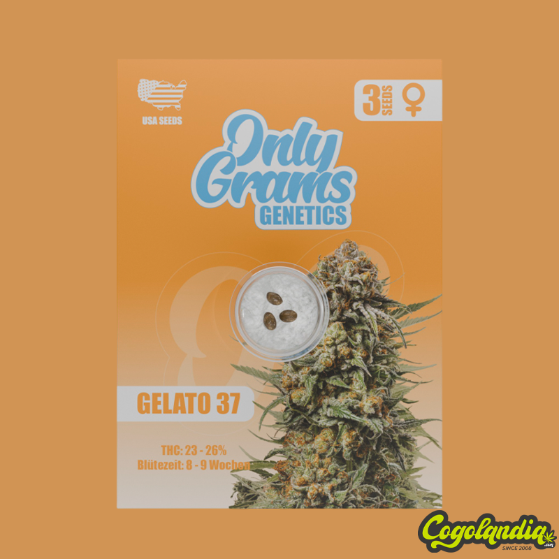 Gelato 37 - Only Grams Semillas Feminizadas