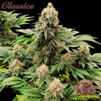 Buddha White Widow Classic - Buddha Seeds