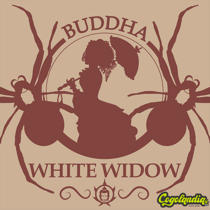 Buddha White Widow Classic - Buddha Seeds