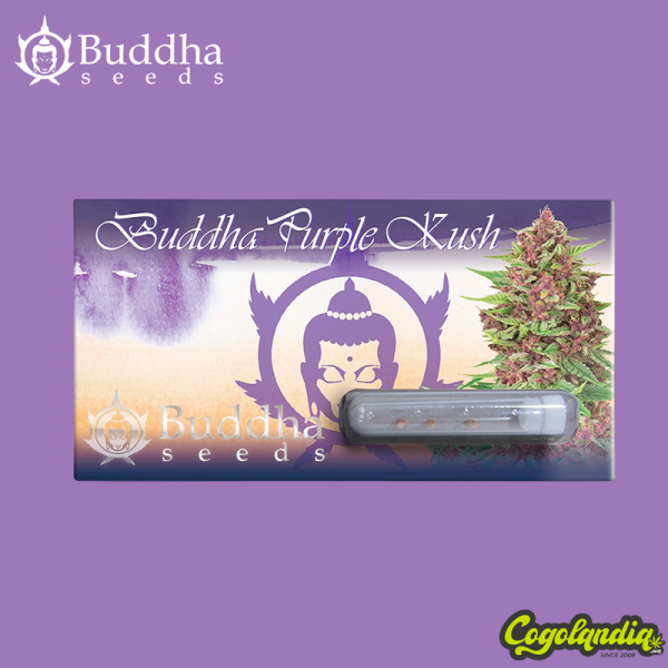 Buddha Purple Kush - Buddha Seeds Semillas Feminizadas