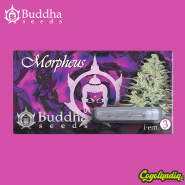Morpheus - Buddha Seeds