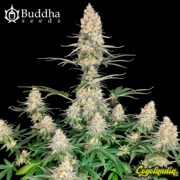 Buddha Quasar - Buddha Seeds Semillas Feminizadas