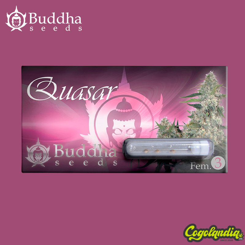 Buddha Quasar - Buddha Seeds Semillas Feminizadas