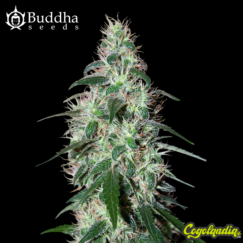 Buddha Pulsar - Buddha Seeds