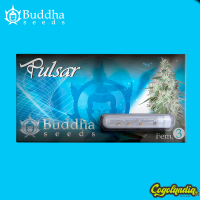 Buddha Pulsar - Buddha Seeds