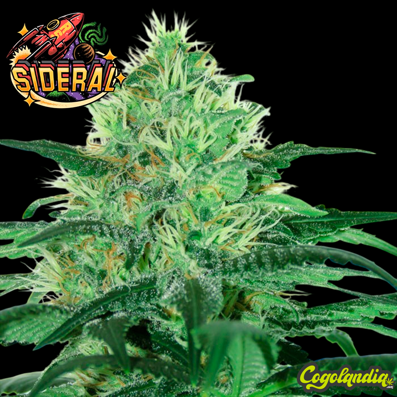 Sideral - Ripper Seeds