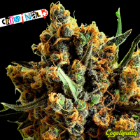 Criminal+ - Ripper Seeds
