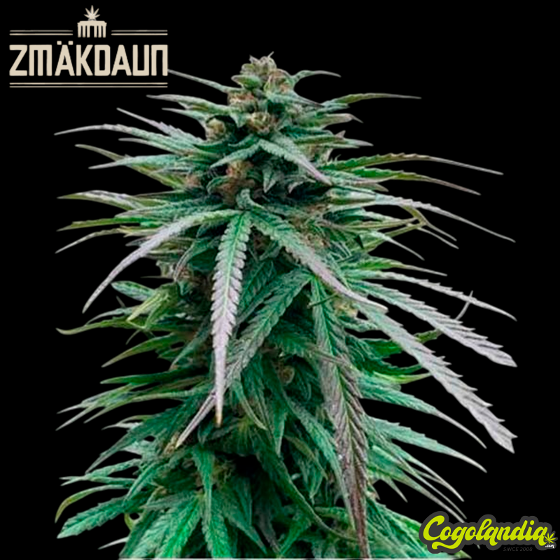 Zmäkdaun - SeedStockers