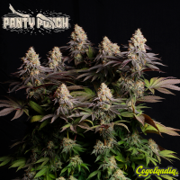 Panty Punch - Seedstockers