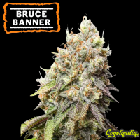 Bruce Banner - Seedstockers