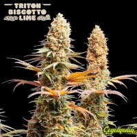Triton Biscotto Lime - Seedstockers Semillas Feminizadas