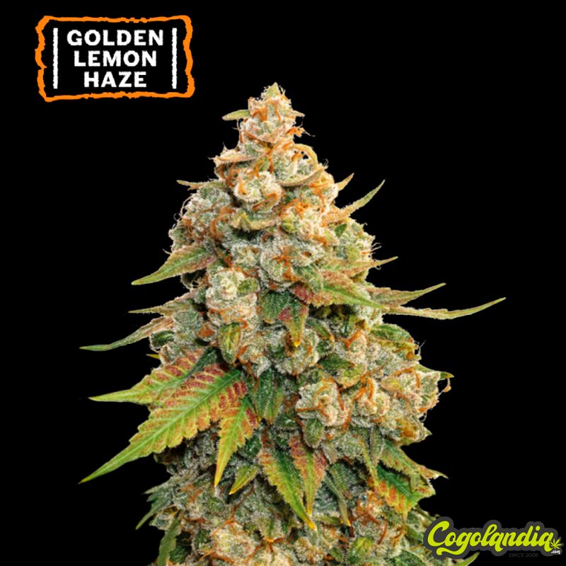 Golden Lemon Haze - Seedstockers