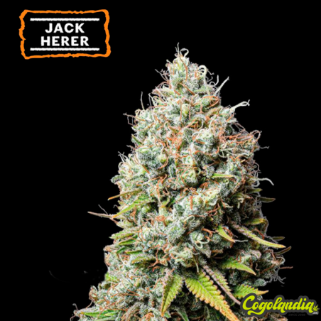 Jack Herer - Seedstockers