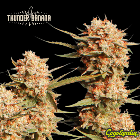 Thunder Banana - Seedstockers
