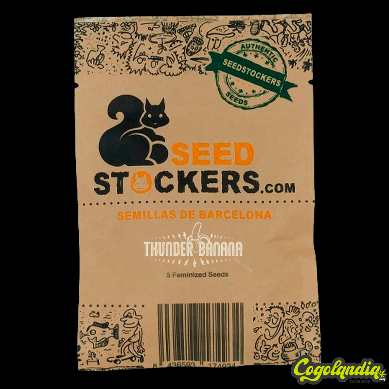 Thunder Banana - Seedstockers