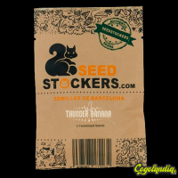 Thunder Banana - Seedstockers