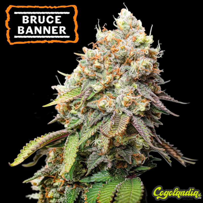 Bruce Banner - Seedstockers