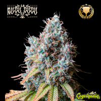 Rucu Cucu OG - Seedstockers