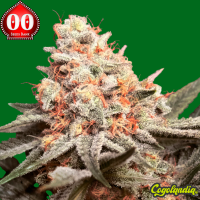 Rainbow Mints - 00 Seeds