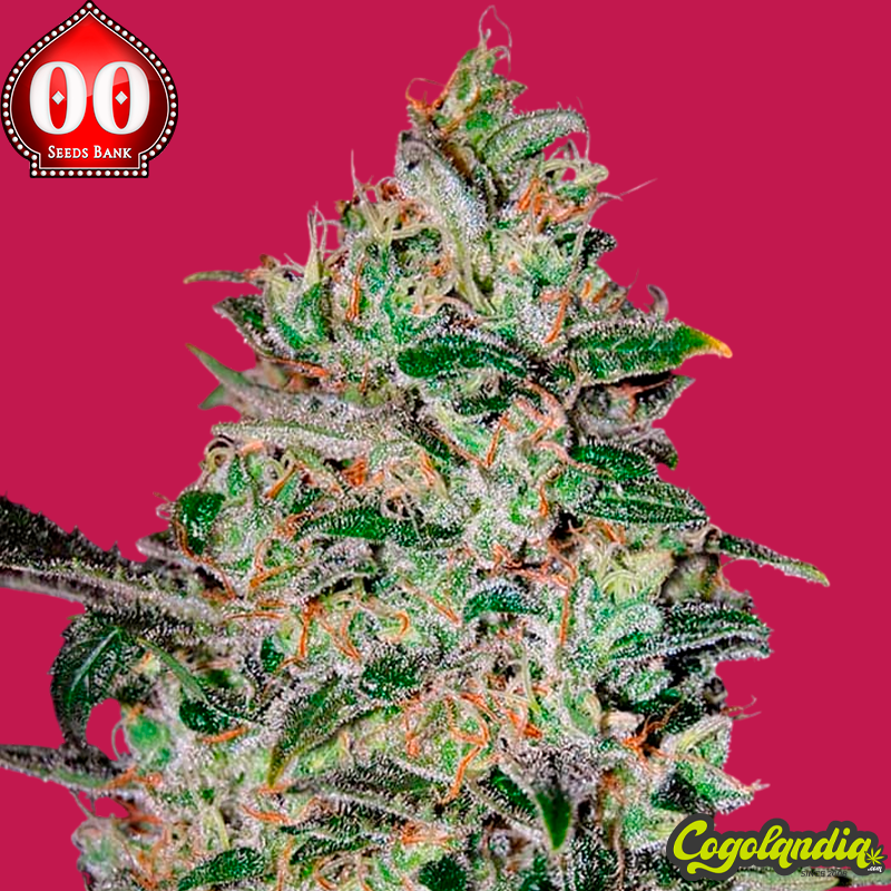 Bubble Gum Fast - 00 Seeds