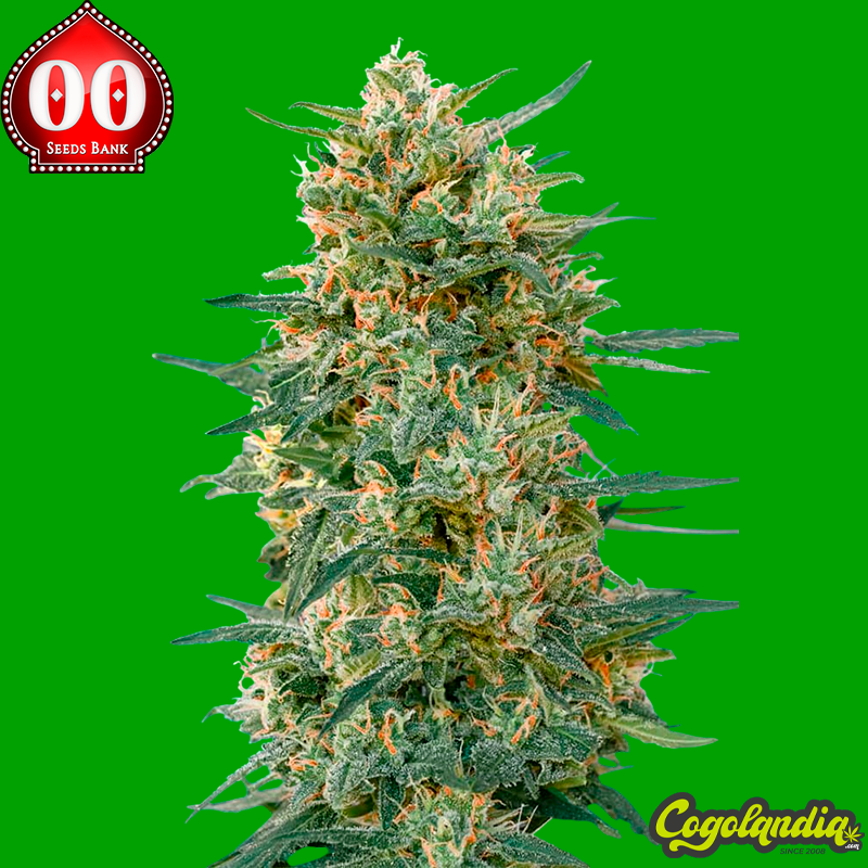 Gorilla Fast - 00 Seeds
