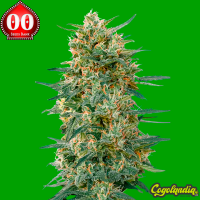 Gorilla Fast - 00 Seeds