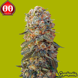 Sweet Critical - 00 Seeds