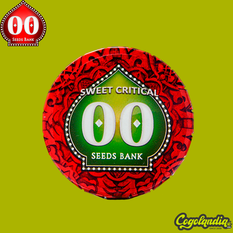 Sweet Critical - 00 Seeds