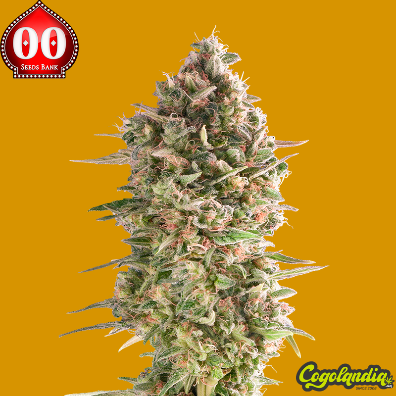 Do-Si-Dos Cookies - 00 Seeds