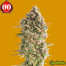 Do-Si-Dos Cookies - 00 Seeds