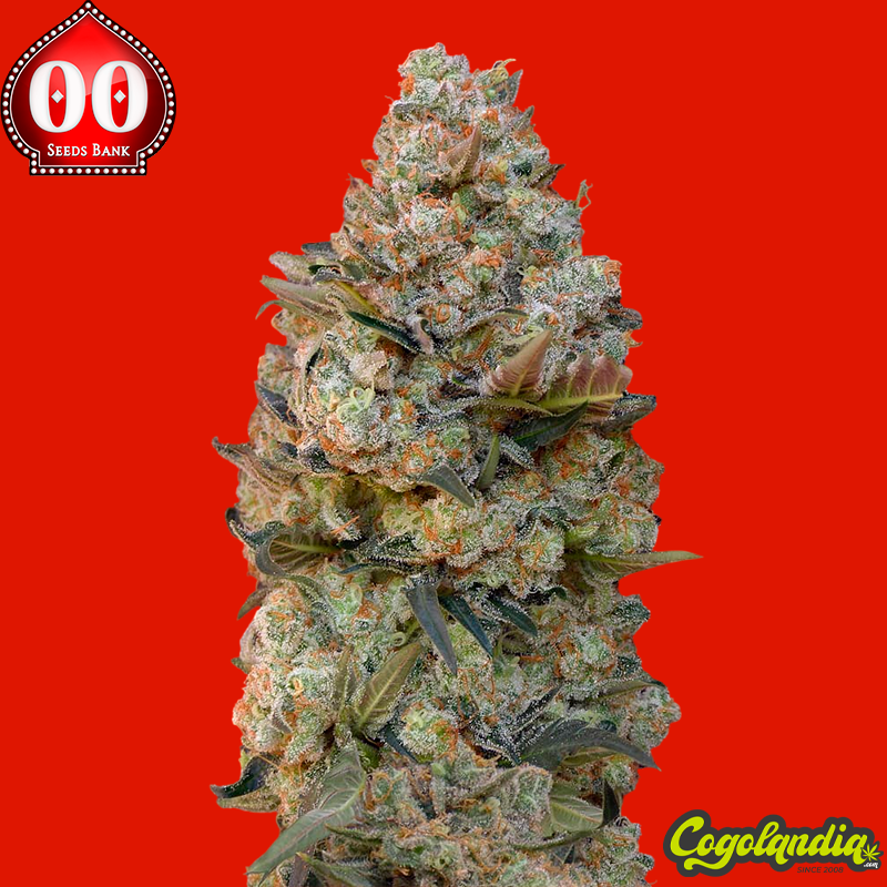 Chocolate Skunk - 00 Seeds